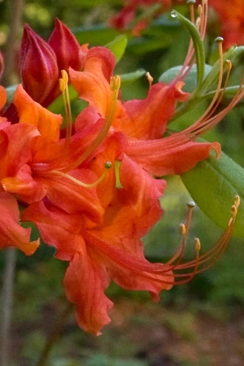 Oconee Native Azalea - Rhododendron Flammeum Speciosum - 1 Gallon Pot 6 Oconee Native Azalea - Rhododendron Flammeum Speciosum - 1 Gallon Pot - Image 4