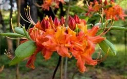 Oconee Native Azalea - Rhododendron Flammeum Speciosum - 1 Gallon Pot 13 Oconee Native Azalea - Rhododendron Flammeum Speciosum - 1 Gallon Pot -Bush Sale Shop Native Azalea Oconee Flammeum 20