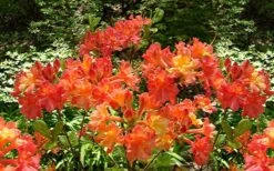 Oconee Native Azalea - Rhododendron Flammeum Speciosum - 1 Gallon Pot 12 Oconee Native Azalea - Rhododendron Flammeum Speciosum - 1 Gallon Pot -Bush Sale Shop Native Azalea Oconee Flammeum 4