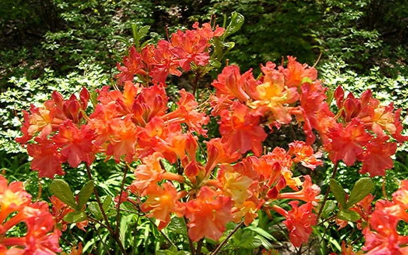 Oconee Native Azalea - Rhododendron Flammeum Speciosum - 1 Gallon Pot 7 Oconee Native Azalea - Rhododendron Flammeum Speciosum - 1 Gallon Pot - Image 5