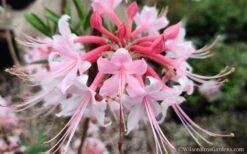 Varnadoes Phlox Pink Native Azalea - Rhododendron Canescens - 1 Gallon Pot 23 Varnadoes Phlox Pink Native Azalea - Rhododendron Canescens - 1 Gallon Pot -Bush Sale Shop Native Azalea Phlox Pink 30 1