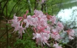 Pink Alabama Native Azalea - Rhododendron - 3 Gallon Pot 11 Pink Alabama Native Azalea - Rhododendron - 3 Gallon Pot -Bush Sale Shop Native Azalea Pink Alabamense 3