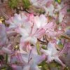Pink Alabama Native Azalea - Rhododendron - 3 Gallon Pot 1 Pink Alabama Native Azalea - Rhododendron - 3 Gallon Pot -Bush Sale Shop Native Azalea Pink Alabamense 4