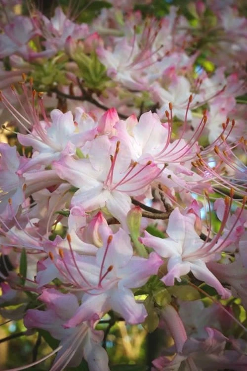 Pink Alabama Native Azalea - Rhododendron - 3 Gallon Pot 3 Pink Alabama Native Azalea - Rhododendron - 3 Gallon Pot