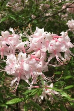 Pink Alabama Native Azalea - Rhododendron - 3 Gallon Pot 12 Pink Alabama Native Azalea - Rhododendron - 3 Gallon Pot -Bush Sale Shop Native Azalea Pink Alabamense 5