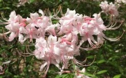 Pink Alabama Native Azalea - Rhododendron - 3 Gallon Pot 13 Pink Alabama Native Azalea - Rhododendron - 3 Gallon Pot -Bush Sale Shop Native Azalea Pink Alabamense 7