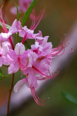 Pinxterbloom Azalea (Rhododendron Periclymenoides) - 3 Gallon Pot 21 Pinxterbloom Azalea (Rhododendron Periclymenoides) - 3 Gallon Pot -Bush Sale Shop Native Azalea Pinxterbloom 10