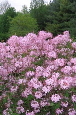 Pinxterbloom Azalea (Rhododendron Periclymenoides) - 3 Gallon Pot 17 Pinxterbloom Azalea (Rhododendron Periclymenoides) - 3 Gallon Pot -Bush Sale Shop Native Azalea Pinxterbloom 3