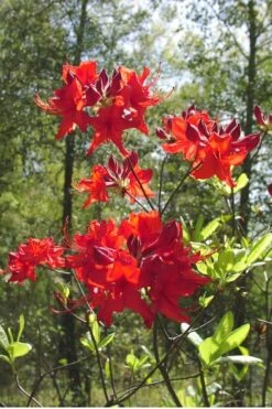 Radiant Red Aromi Azalea (Rhododendron Hybrid) - 1 Gallon Pot 10 Radiant Red Aromi Azalea (Rhododendron Hybrid) - 1 Gallon Pot -Bush Sale Shop Native Azalea Radiant Red 6 2