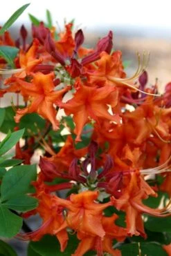Red Pepper Aromi Azalea (Rhododendron Hybrid) - 3 Gallon Pot 11 Red Pepper Aromi Azalea (Rhododendron Hybrid) - 3 Gallon Pot -Bush Sale Shop Native Azalea Red Pepper 1 1