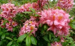 Samford Sorbet Native Azalea (Rhododendron) - 3 Gallon Pot 10 Samford Sorbet Native Azalea (Rhododendron) - 3 Gallon Pot -Bush Sale Shop Native Azalea Samford Sorbet 1