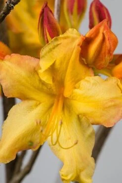 Solar Flare Sunbow Azalea - 3 Gallon Pot 11 Solar Flare Sunbow Azalea - 3 Gallon Pot -Bush Sale Shop Native Azalea Solar Flare Sunbow BS