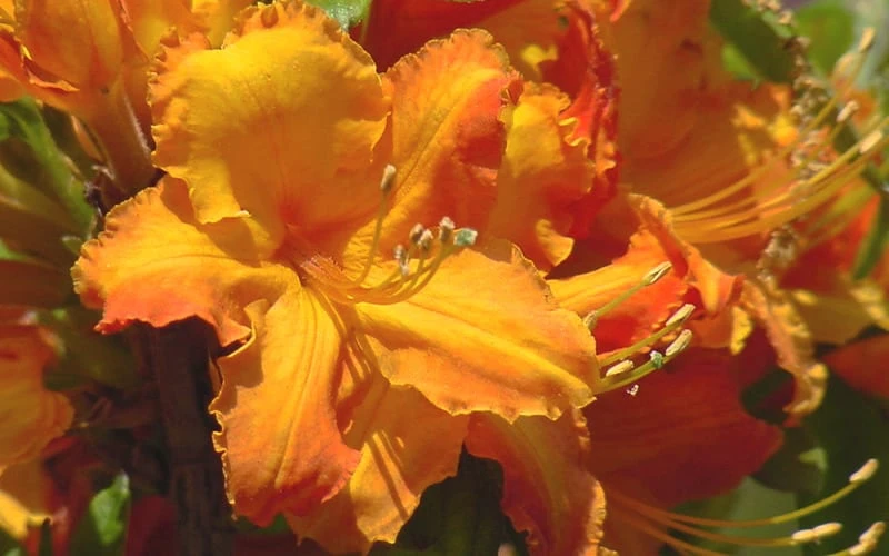 Solar Glow Sunbow Azalea - 3 Gallon Pot 6 Solar Glow Sunbow Azalea - 3 Gallon Pot - Image 4