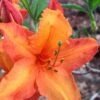 Solar Glow Sunbow Azalea - 3 Gallon Pot 2 Solar Glow Sunbow Azalea - 3 Gallon Pot -Bush Sale Shop Native Azalea Solar Sunglow 1 1