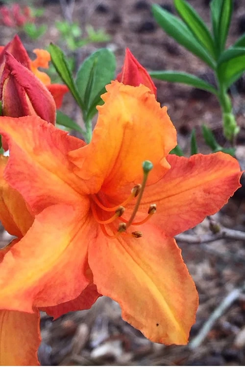 Solar Glow Sunbow Azalea - 3 Gallon Pot 3 Solar Glow Sunbow Azalea - 3 Gallon Pot