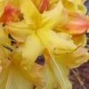Solar Flare Sunbow Azalea - 3 Gallon Pot 1 Solar Flare Sunbow Azalea - 3 Gallon Pot -Bush Sale Shop Native Azalea Solor Flare Sunbow 1