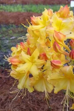 Solar Flare Sunbow Azalea - 3 Gallon Pot 12 Solar Flare Sunbow Azalea - 3 Gallon Pot -Bush Sale Shop Native Azalea Solor Flare Sunbow 2