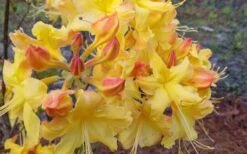 Solar Flare Sunbow Azalea - 3 Gallon Pot 13 Solar Flare Sunbow Azalea - 3 Gallon Pot -Bush Sale Shop Native Azalea Solor Flare Sunbow 3