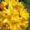 Spring Fanfare Aromi Azalea (Rhododendron Hybrid) - 1 Gallon Pot -Bush Sale Shop Native Azalea Spring Fanfare 2 1