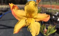 Spring Fanfare Aromi Azalea (Rhododendron Hybrid) - 1 Gallon Pot 9 Spring Fanfare Aromi Azalea (Rhododendron Hybrid) - 1 Gallon Pot -Bush Sale Shop Native Azalea Spring Fanfare 3 1