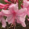 Spring Sensation Aromi Azalea (Rhododendron Hybrid) - 1 Gallon Pot 1 Spring Sensation Aromi Azalea (Rhododendron Hybrid) - 1 Gallon Pot -Bush Sale Shop Native Azalea Spring Sensation 1