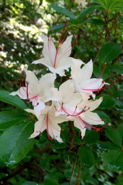 Sweet Azalea (Rhododendron Arborescens) - 3 Gallon Pot -Bush Sale Shop Native Azalea Sweet 2