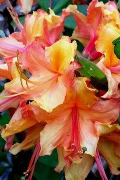 Tallulah Sunrise Native Azalea (Rhododendron) - 7 Gallon Pot