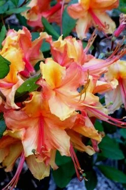 Tallulah Sunrise Native Azalea (Rhododendron) - 1 Gallon Pot -Bush Sale Shop Native Azalea Tallulah Sunrise 21