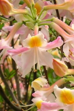 Touch Of Pink Aromi Azalea (Rhododendron Hybrid) - 3 Gallon Pot 14 Touch Of Pink Aromi Azalea (Rhododendron Hybrid) - 3 Gallon Pot -Bush Sale Shop Native Azalea Touch Of Pink 2