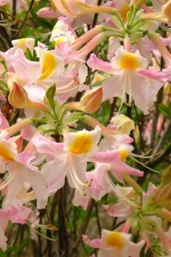 Touch Of Pink Aromi Azalea (Rhododendron Hybrid) - 3 Gallon Pot 12 Touch Of Pink Aromi Azalea (Rhododendron Hybrid) - 3 Gallon Pot -Bush Sale Shop Native Azalea Touch Of Pink 4