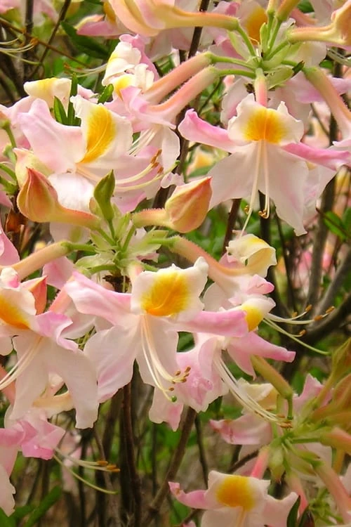 Touch Of Pink Aromi Azalea (Rhododendron Hybrid) - 3 Gallon Pot 6 Touch Of Pink Aromi Azalea (Rhododendron Hybrid) - 3 Gallon Pot - Image 4