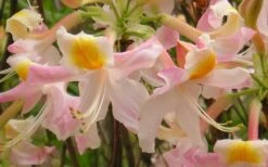 Touch Of Pink Aromi Azalea (Rhododendron Hybrid) - 3 Gallon Pot 15 Touch Of Pink Aromi Azalea (Rhododendron Hybrid) - 3 Gallon Pot -Bush Sale Shop Native Azalea Touch Of Pink 5