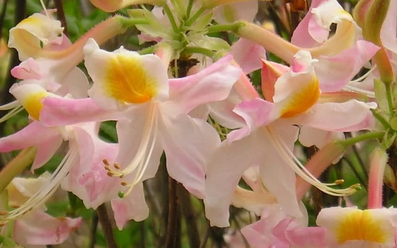 Touch Of Pink Aromi Azalea (Rhododendron Hybrid) - 3 Gallon Pot 9 Touch Of Pink Aromi Azalea (Rhododendron Hybrid) - 3 Gallon Pot - Image 7