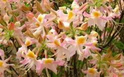 Touch Of Pink Aromi Azalea (Rhododendron Hybrid) - 3 Gallon Pot 13 Touch Of Pink Aromi Azalea (Rhododendron Hybrid) - 3 Gallon Pot -Bush Sale Shop Native Azalea Touch Of Pink 7