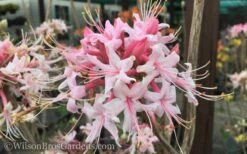 Varnadoes Phlox Pink Native Azalea - Rhododendron Canescens - 3 Gallon Pot 19 Varnadoes Phlox Pink Native Azalea - Rhododendron Canescens - 3 Gallon Pot -Bush Sale Shop Native Azalea Varnadoes Pink Phlox 50