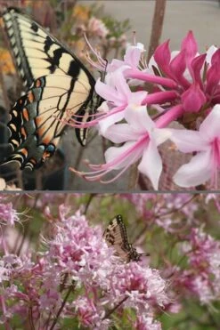Varnadoes Phlox Pink Native Azalea - Rhododendron Canescens - 3 Gallon Pot 16 Varnadoes Phlox Pink Native Azalea - Rhododendron Canescens - 3 Gallon Pot -Bush Sale Shop Native Azalea Varnadoes Pink Phlox 55