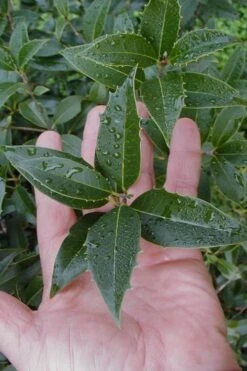 Wheeler's Cold Hardy Fragrant Tea Olive (Osmanthus) - 3 Gallon Pot 13 Wheeler's Cold Hardy Fragrant Tea Olive (Osmanthus) - 3 Gallon Pot -Bush Sale Shop Osmanthus Carl Wheeler 6