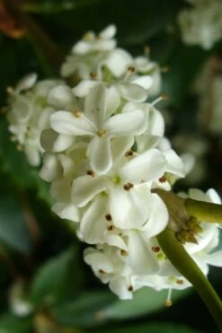 Wheeler's Cold Hardy Fragrant Tea Olive (Osmanthus) - 3 Gallon Pot 11 Wheeler's Cold Hardy Fragrant Tea Olive (Osmanthus) - 3 Gallon Pot -Bush Sale Shop Osmanthus Carl Wheeler 9