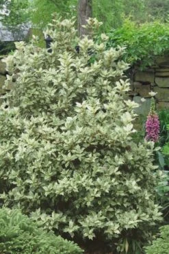 Goshiki Osmanthus (Variegated False Holly) - 1 Gallon Pot 11 Goshiki Osmanthus (Variegated False Holly) - 1 Gallon Pot -Bush Sale Shop Osmanthus Goshiki 20 2
