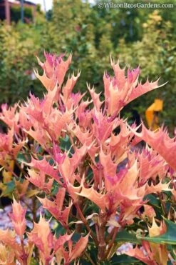 Party Lights Pink Flush Tea Olive - Osmanthus Heterophyllus - 5 Gallon Pot -Bush Sale Shop Osmanthus Party Lights 11