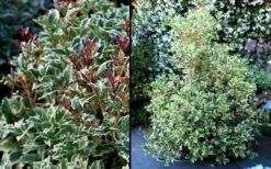 Fragrant Variegated Tea Olive - Osmanthus Heterophyllus 'Variegatus' - 3 Gallon Pot 11 Fragrant Variegated Tea Olive - Osmanthus Heterophyllus 'Variegatus' - 3 Gallon Pot -Bush Sale Shop Osmanthus Variegated False Holly 2