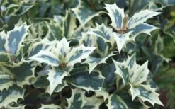 Fragrant Variegated Tea Olive - Osmanthus Heterophyllus 'Variegatus' - 3 Gallon Pot 10 Fragrant Variegated Tea Olive - Osmanthus Heterophyllus 'Variegatus' - 3 Gallon Pot -Bush Sale Shop Osmanthus Variegated False Holly Leaves