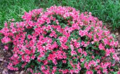 Chinzan Dwarf Azalea - 3 Gallon Pot -Bush Sale Shop Picture Azalea Chinzan 2 1