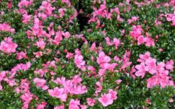 Chinzan Dwarf Azalea - 1 Gallon Pot 15 Chinzan Dwarf Azalea - 1 Gallon Pot -Bush Sale Shop Picture Azalea Chinzan
