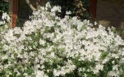 Mrs. G.G. Gerbing White Southern Indica Azalea - 7 Gallon Pot 12 Mrs. G.G. Gerbing White Southern Indica Azalea - 7 Gallon Pot -Bush Sale Shop Picture Azlea GG Gerbing 1 1