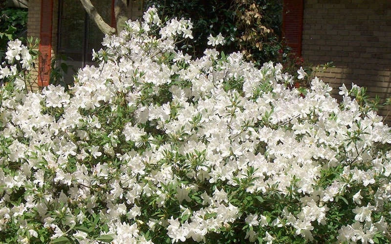 Mrs. G.G. Gerbing White Southern Indica Azalea - 1 Gallon Pot 7 Mrs. G.G. Gerbing White Southern Indica Azalea - 1 Gallon Pot - Image 5