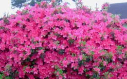 Judge Solomon Southern Indica Azalea - 1 Gallon Pot -Bush Sale Shop Picture Azlea Judge Solomon Flowers 1