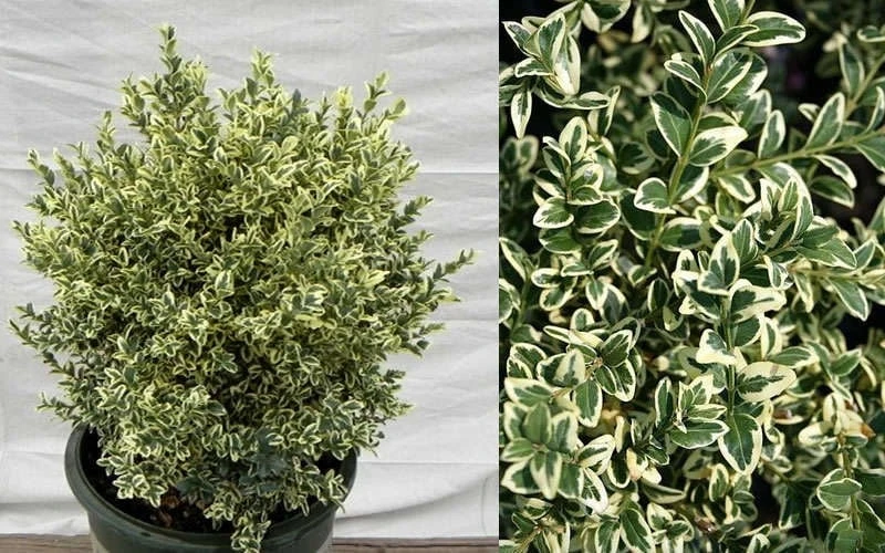 Dwarf Variegated Boxwood - 6 Pack Of 1 Gallon Pots 7 Dwarf Variegated Boxwood - 6 Pack Of 1 Gallon Pots - Image 5
