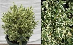 Dwarf Variegated Boxwood - 2 Gallon Pot 12 Dwarf Variegated Boxwood - 2 Gallon Pot -Bush Sale Shop Picture Boxwood Dwarf Variegated