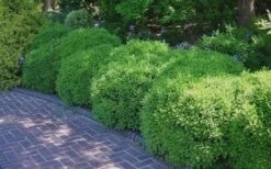 Franklins Gem Dwarf Boxwood - 3 Gallon Pot 13 Franklins Gem Dwarf Boxwood - 3 Gallon Pot -Bush Sale Shop Picture Boxwood Franklins Gem 2 1